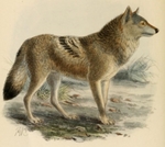 Indian wolf (Canis lupus pallipes)