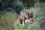 Iberian wolf (Canis lupus signatus)