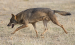 Iberian wolf (Canis lupus signatus)