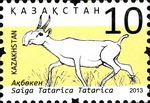 saiga antelope (Saiga tatarica)