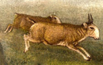 saiga antelope (Saiga tatarica)