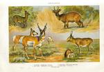 ...common duiker (Sylvicapra grimmia), kéwel (Tragelaphus scriptus), pronghorn antelope (Antilocapr