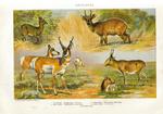 common duiker (Sylvicapra grimmia), kéwel (Tragelaphus scriptus), pronghorn antelope (Antilocapr...