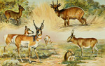 ...laphus scriptus), pronghorn antelope (Antilocapra americana), saiga antelope (Saiga tatarica)