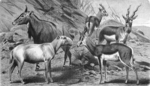 ...pra), nilgai (Boselaphus tragocamelus), saiga antelope (Saiga tatarica)