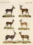 ... blackbuck (Antilope cervicapra), Mongolian gazelle (Procapra gutturosa), saiga antelope (Saiga 