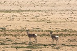 Tibetan gazelle, goa (Procapra picticaudata)