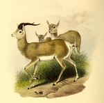 Tibetan gazelle, goa (Procapra picticaudata)
