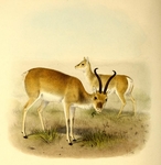 Przewalski's gazelle (Procapra przewalskii)