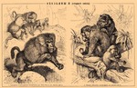 hamadryas baboon (Papio hamadryas), crab-eating macaque (Macaca fascicularis)