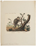 hamadryas baboon, sacred baboon (Papio hamadryas)