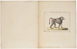 hamadryas baboon, sacred baboon (Papio hamadryas)
