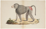 hamadryas baboon, sacred baboon (Papio hamadryas)