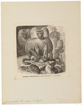 hamadryas baboon, sacred baboon (Papio hamadryas)