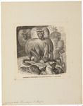 hamadryas baboon, sacred baboon (Papio hamadryas)
