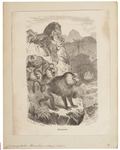 hamadryas baboon, sacred baboon (Papio hamadryas)