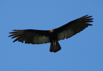 greater yellow-headed vulture, forest vulture (Cathartes melambrotus)