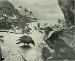 turkey vulture, turkey buzzard (Cathartes aura)