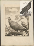 turkey vulture, turkey buzzard (Cathartes aura)