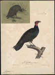 turkey vulture, turkey buzzard (Cathartes aura)