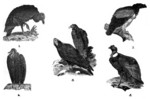 ...black vulture (Coragyps atratus), king vulture (Sarcoramphus papa), turkey vulture (Cathartes au