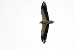 Egyptian vulture (Neophron percnopterus)