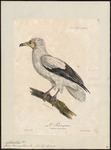 Egyptian vulture (Neophron percnopterus)