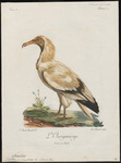 Egyptian vulture (Neophron percnopterus)