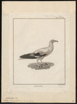 Egyptian vulture (Neophron percnopterus)