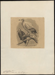 Egyptian vulture (Neophron percnopterus)