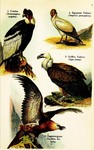 Andean condor (Vultur gryphus), Egyptian vulture (Neophron percnopterus), griffon vulture (Gyps ...
