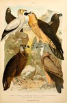 griffon vulture (Gyps fulvus), cinereous vulture (Aegypius monachus), bearded vulture (Gypaetus ...