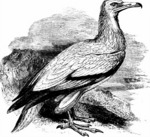 Egyptian vulture (Neophron percnopterus)