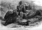 ...vulture (Neophron percnopterus), griffon vulture (Gyps fulvus)