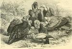 ...cinereous vulture (Aegypius monachus), Egyptian vulture (Neophron percnopterus), griffon vulture