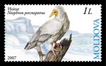 Egyptian vulture (Neophron percnopterus)