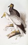 Egyptian vulture (Neophron percnopterus)