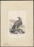 golden eagle (Aquila chrysaetos)