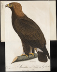 golden eagle (Aquila chrysaetos)