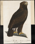 golden eagle (Aquila chrysaetos)