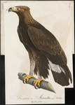 golden eagle (Aquila chrysaetos)