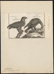 golden eagle (Aquila chrysaetos)