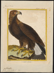 golden eagle (Aquila chrysaetos)