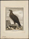 golden eagle (Aquila chrysaetos)