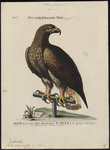 golden eagle (Aquila chrysaetos)