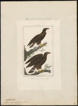 golden eagle (Aquila chrysaetos)