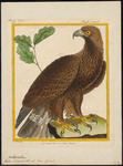 golden eagle (Aquila chrysaetos)