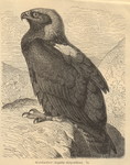 golden eagle (Aquila chrysaetos)