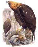 golden eagle (Aquila chrysaetos)