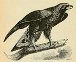 golden eagle (Aquila chrysaetos)